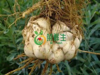 現挖新鮮龍牙百合1個