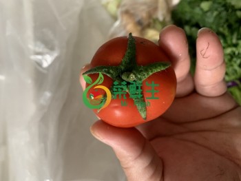 有機農家番茄500g