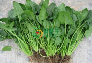 菠菜苗500g