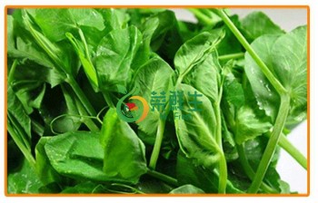 豌豆苗500g
