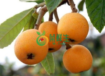 枇杷1盒（5個特大果或8~9個小果）