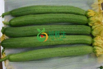 山東絲瓜1條